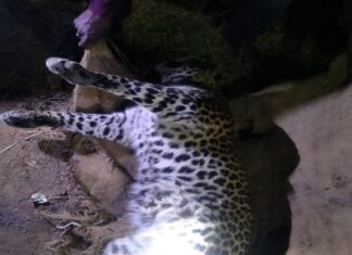 ग्राम पंचायत पत्थरमोदा भिलाई के बीच में शावक तेदुओं की मौत।