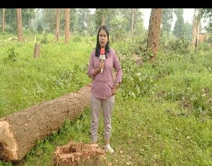 वन विभाग के नाक के नीचे पेड़ काटकर कब्जा कर रहे हैं वन विभाग खामोश