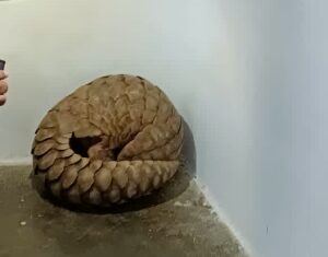 वन प्राणी तस्करी करने वाले तीन आरोपी गिरिफ्तार